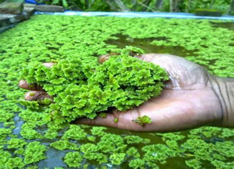 asula plant|Azolla how to plant how to grow azolla Tagalog paano magtanim .
